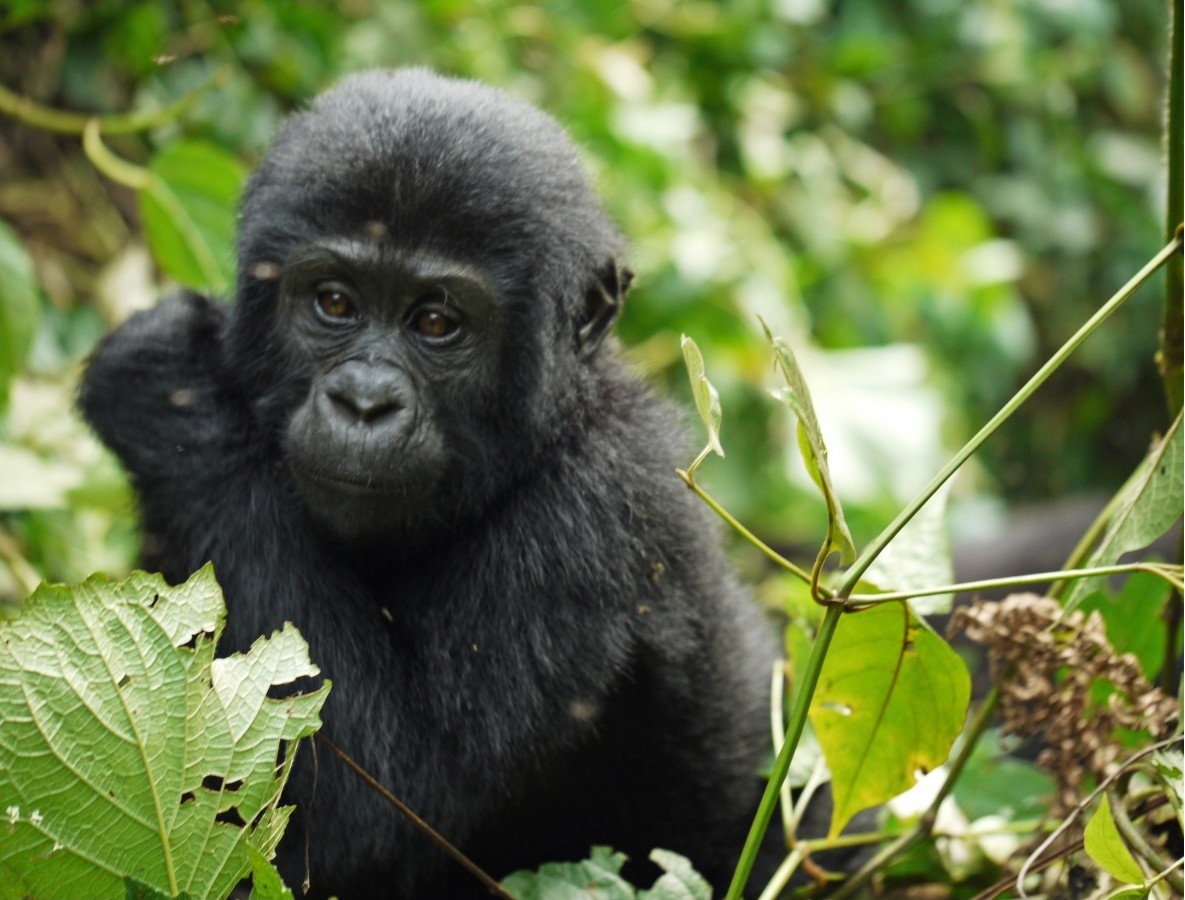 gorilla-1